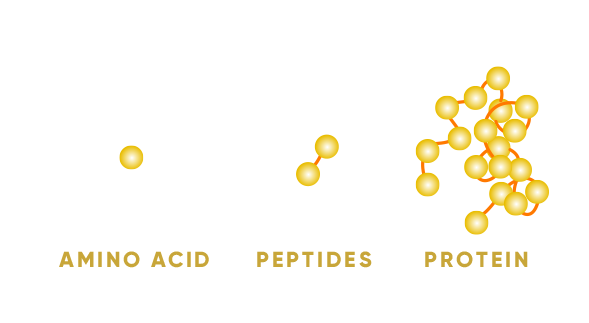 PeptideWalnut4